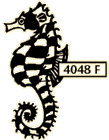 Checkerboard seahorse