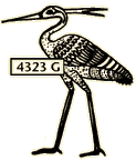 Egyptian ibis